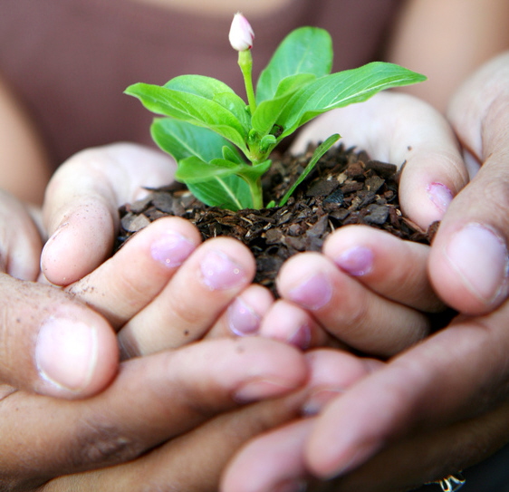 Plant in Hand1